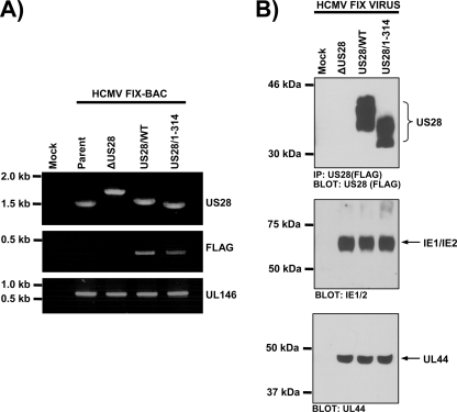 FIG. 2.