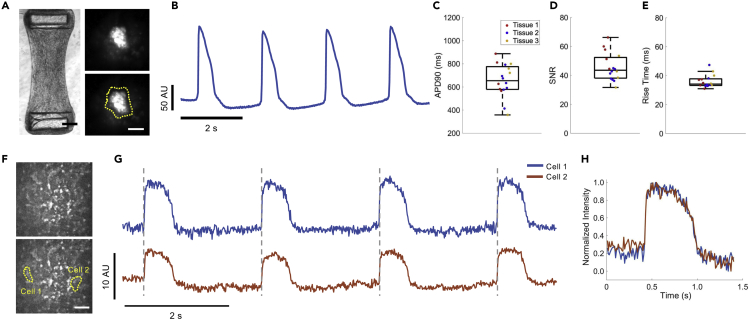 Figure 4