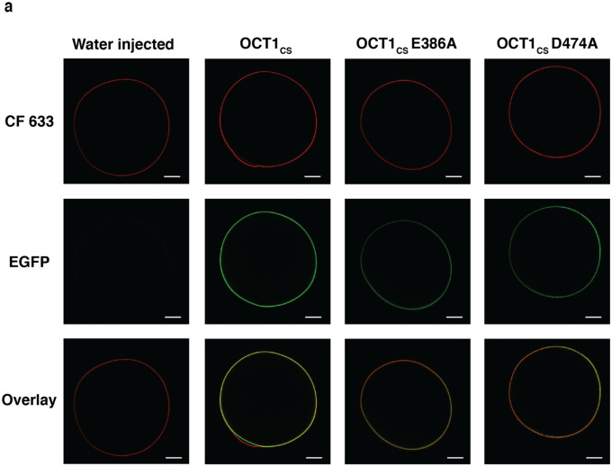 Extended Data Figure 5 |