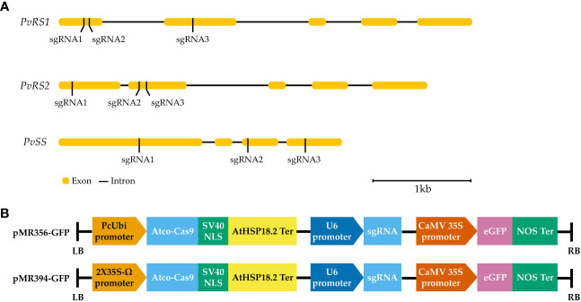 Figure 4