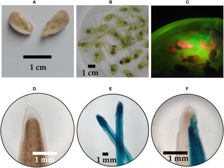 Figure 2