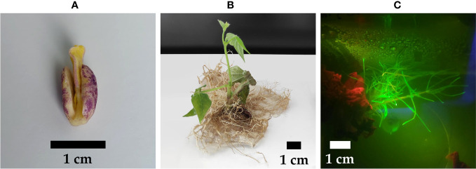 Figure 3