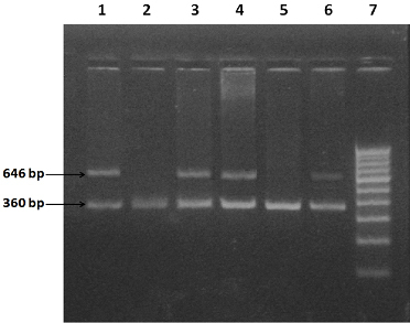 [Table/Fig-2]: