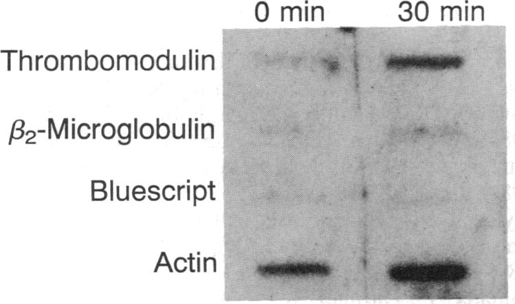 graphic file with name pnas00285-0360-a.jpg