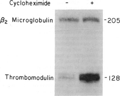 graphic file with name pnas00285-0359-a.jpg