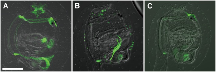 Figure 5 