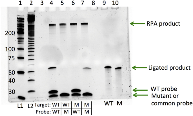 Fig. 5