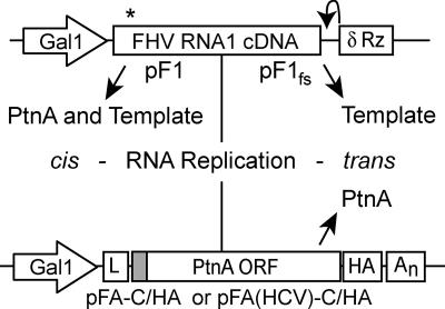 FIG. 1.