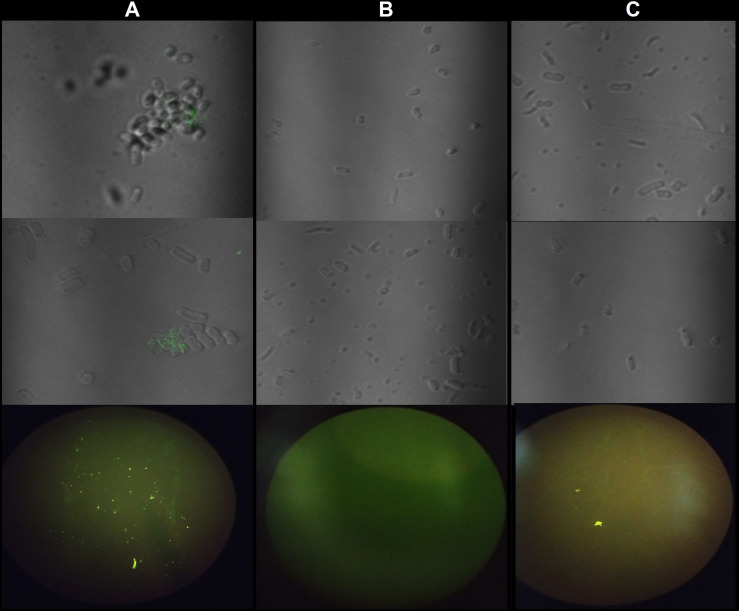 Figure 5