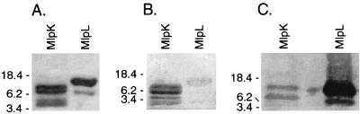 FIG. 6