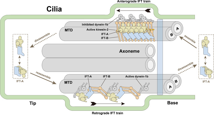 Fig. 6