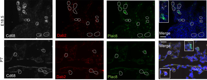 Figure 2—figure supplement 1.