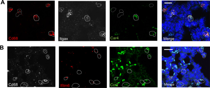 Figure 4—figure supplement 4.