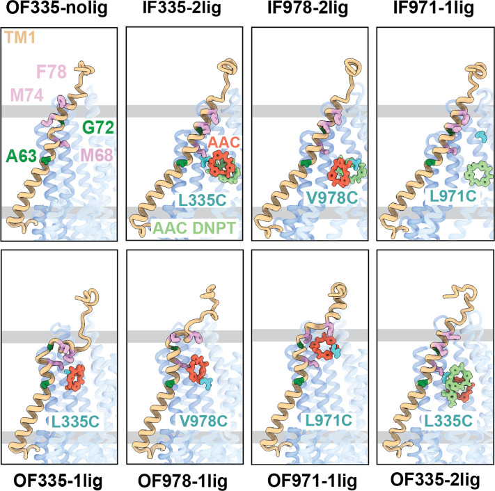 Figure 2—figure supplement 3.