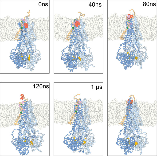 Figure 4—figure supplement 1.