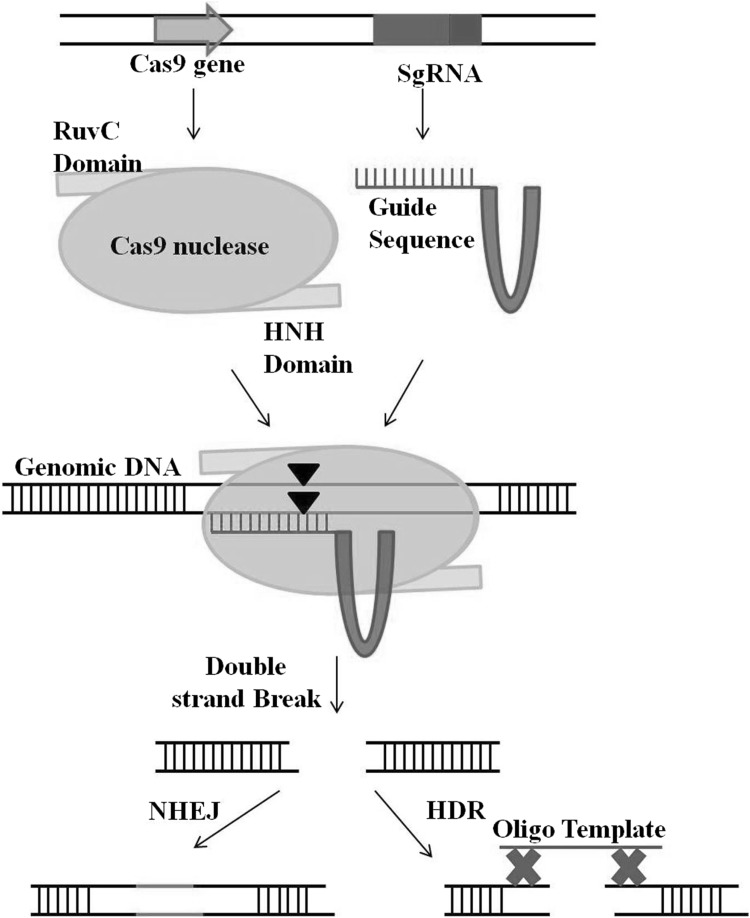 Fig. 1