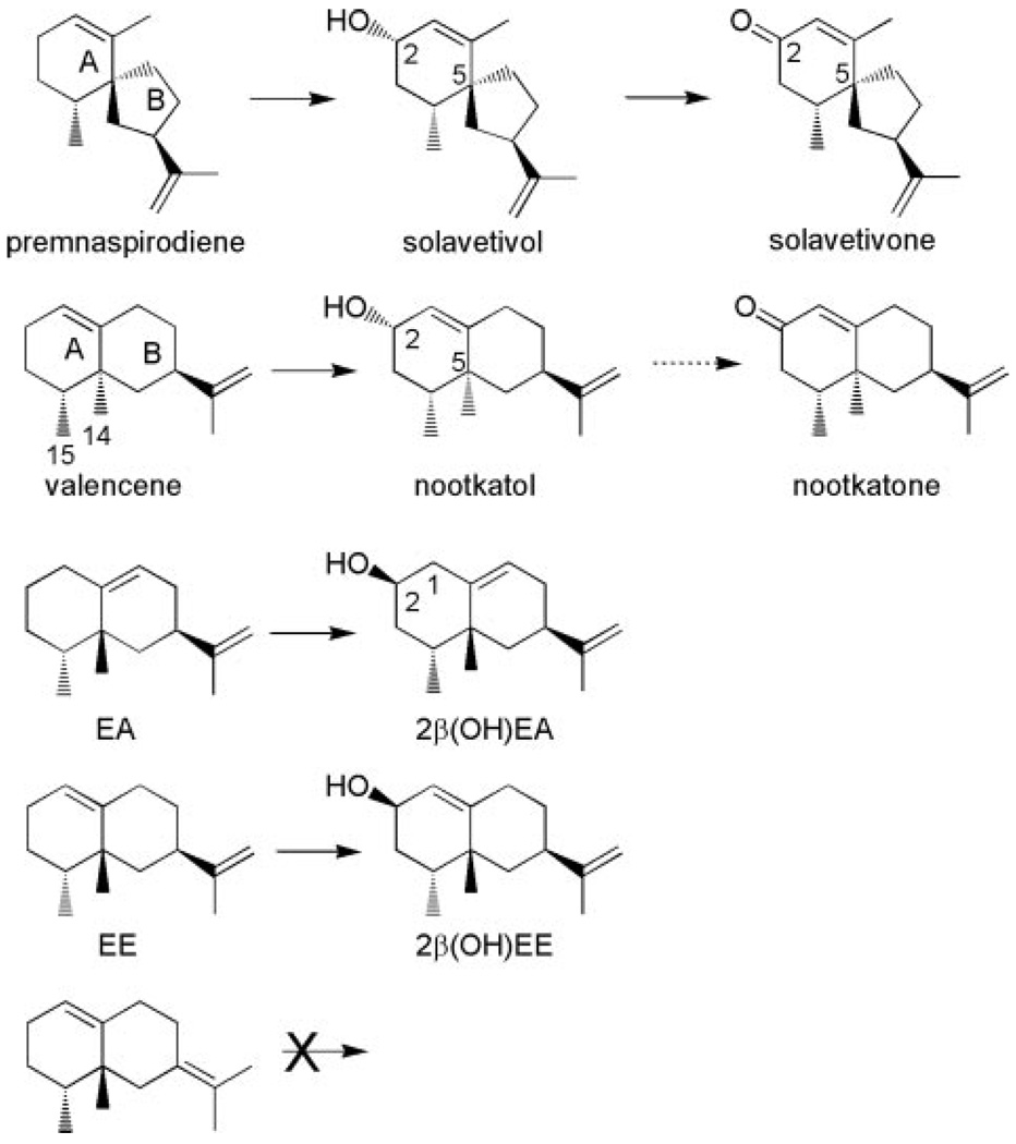 SCHEME 2