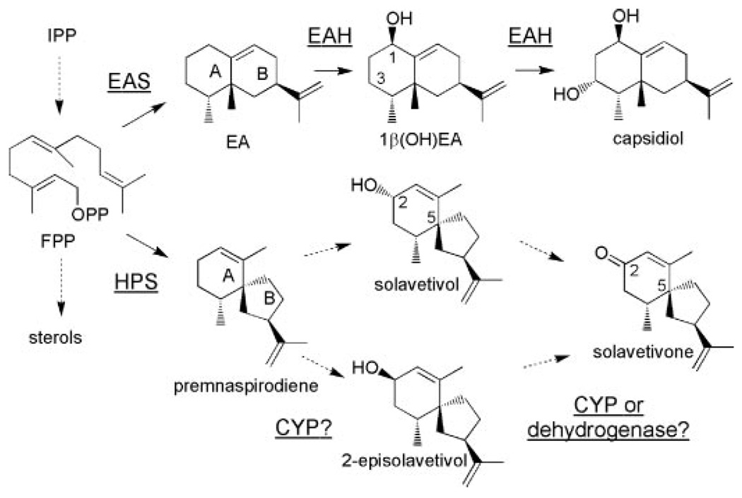 SCHEME 1