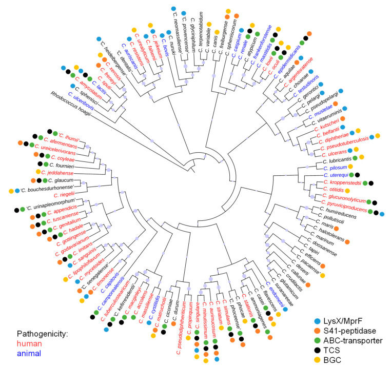 In Silico Prediction and Analysis of Unusual Lantibiotic Resistance ...