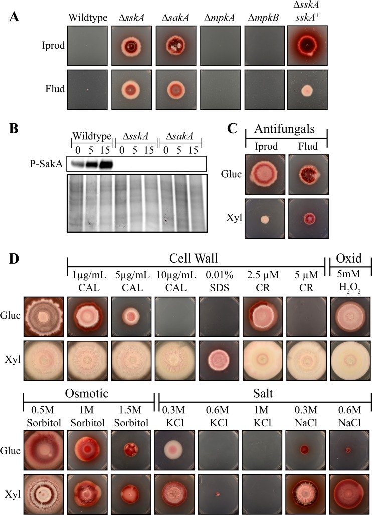 FIG 6 