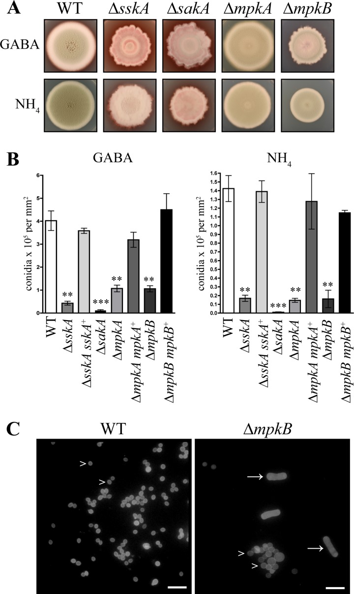 FIG 2 