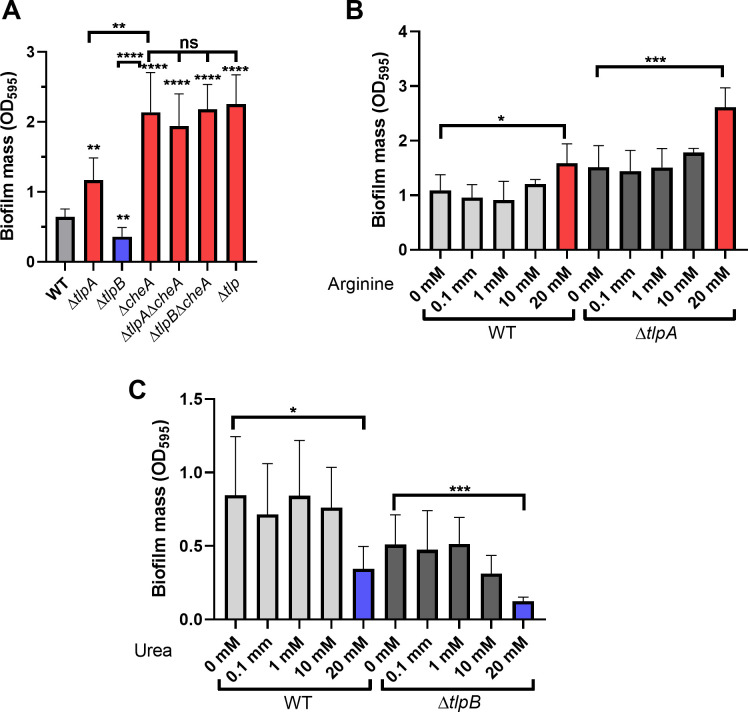 Three graphs plot biofilm mass to compare wild type with strains lacking TlpA and TlpB, varying arginine concentrations, and different concentrations of urea.