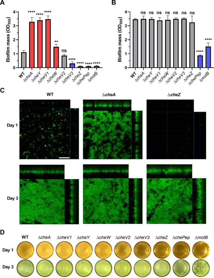 The biofilm mass of mutant strains is compared to WT after days 1 and 3, with a greater increase in graph A, 1 day. Micrographs and photos of the biofilms for days 1 and 3 are featured.