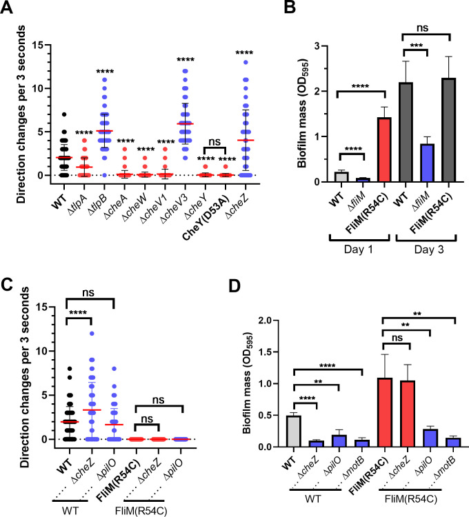 Four graphs plot direction changes for different strains and biofilm formation in strains with mutations affecting the biofilm initiation.