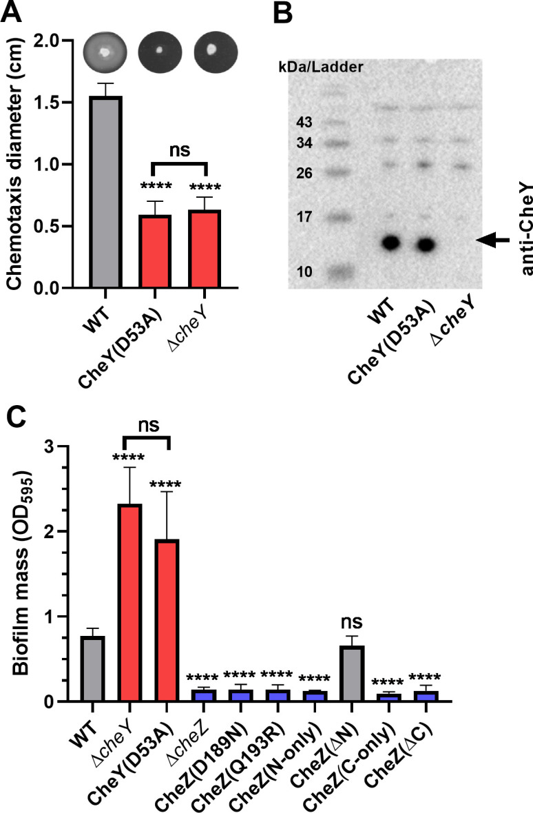 Graphs plot soft agar diameter and biofilm mass for WT and mutant strains with various cheY and cheZ mutants. Western blot results from WT and mutant strains with anti-CheY are featured.