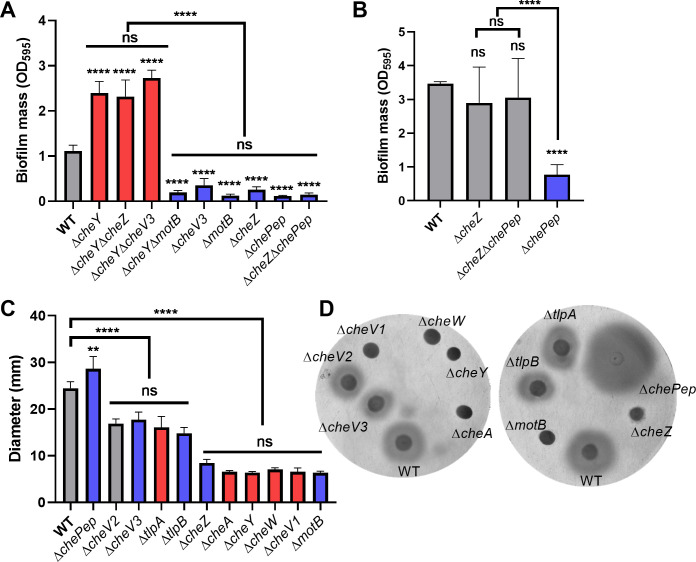 Graphs plot biofilm formation and soft agar migration of wild type and several strains.