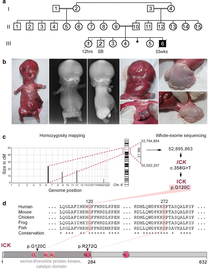 Fig. 1