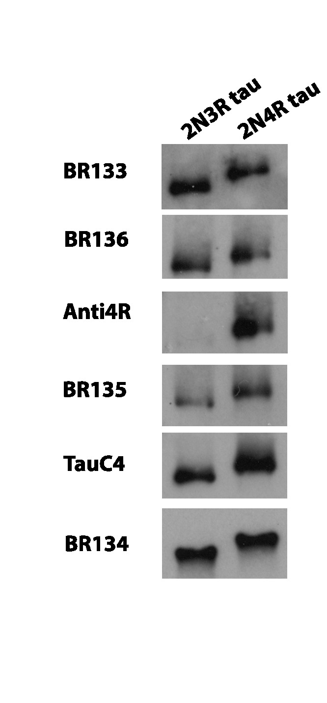 Figure 6—figure supplement 1.