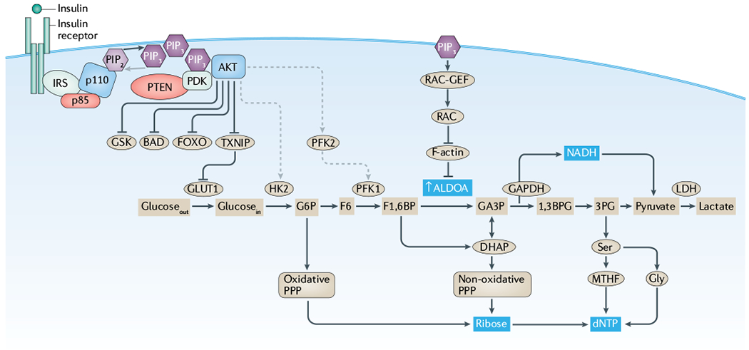 Fig. 1 |