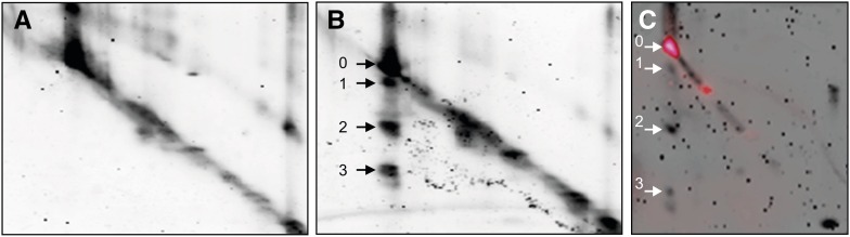 Figure 5.