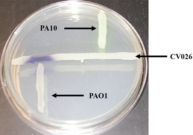 Fig. 1