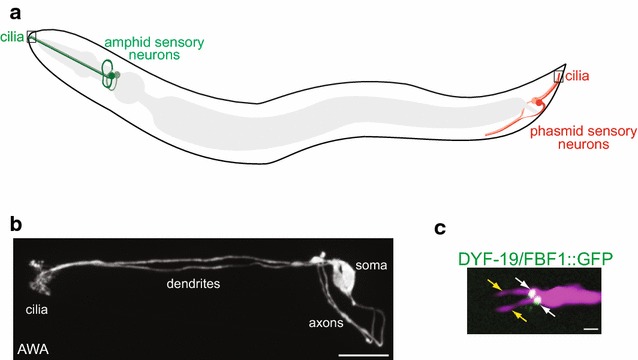 Fig. 1