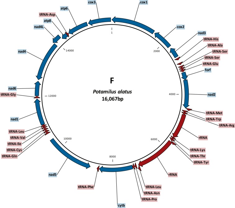 Fig 1