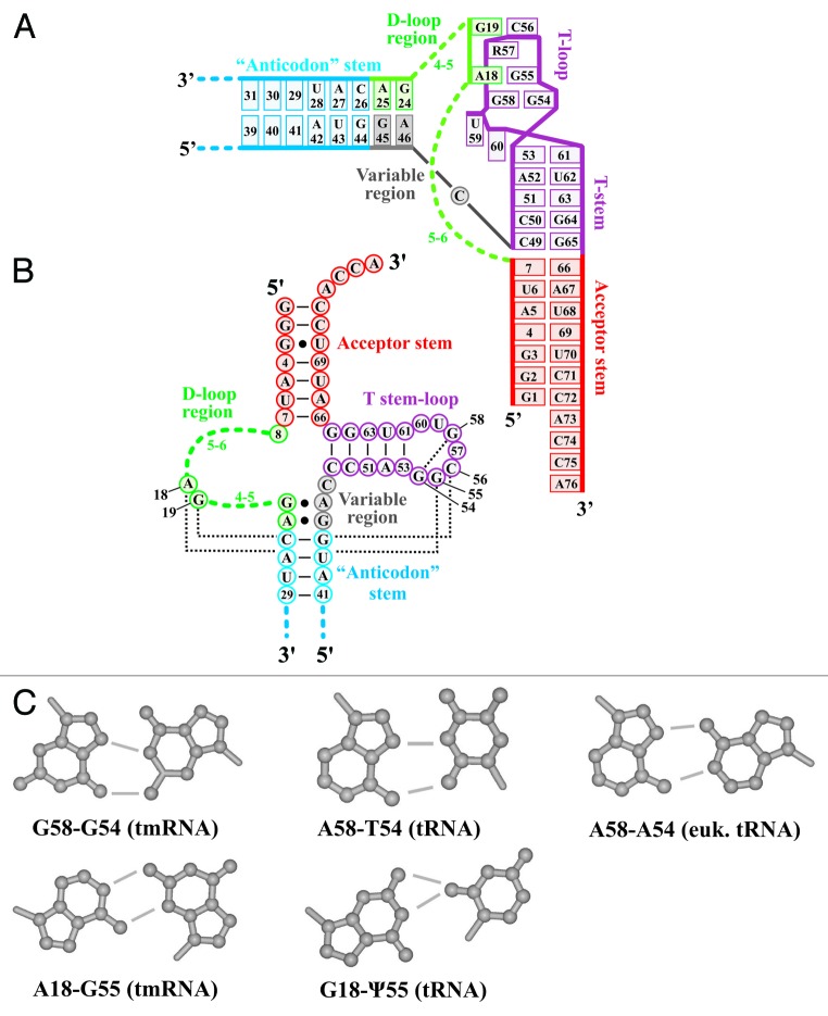 graphic file with name rna-10-1117-g5.jpg