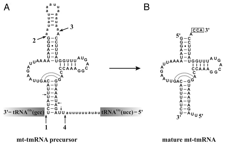 graphic file with name rna-10-1117-g3.jpg