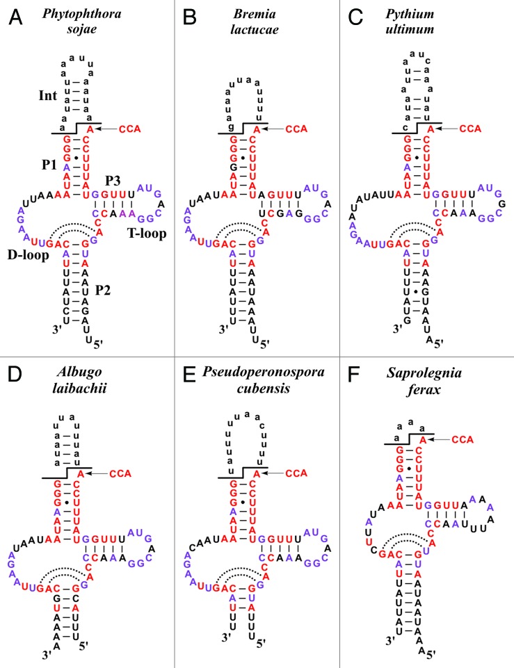 graphic file with name rna-10-1117-g4.jpg