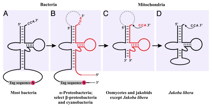 graphic file with name rna-10-1117-g1.jpg