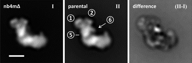 Fig. 4.