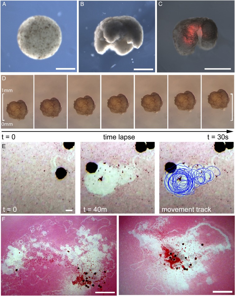 Fig. 3.