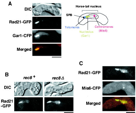 FIG. 1.