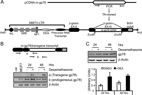 FIGURE 1.