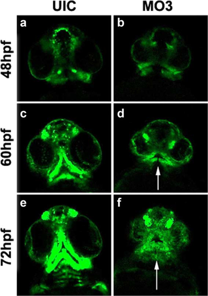 FIG. 2.