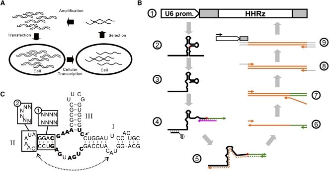 FIGURE 1.