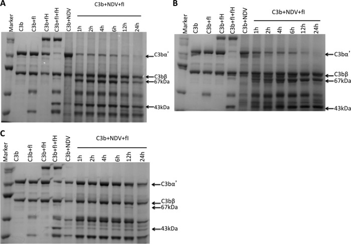 Fig 6