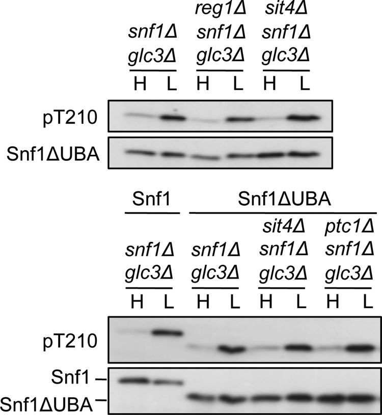 FIGURE 4.