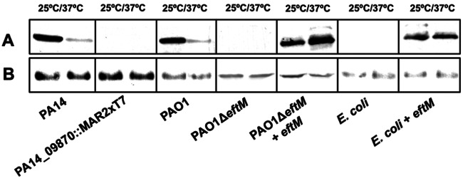 FIG 1 